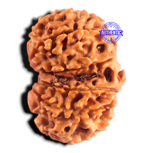 Load image into Gallery viewer, Gaurishanker Nepalese Rudraksha Bead No. - 260
