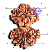 Load image into Gallery viewer, Gaurishanker Nepalese Rudraksha Bead No. - 261

