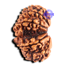 Load image into Gallery viewer, Gaurishanker Nepalese Rudraksha Bead No. - 261
