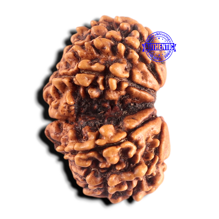 Gaurishanker Nepalese Rudraksha Bead No. - 261