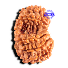 Load image into Gallery viewer, Gaurishanker Nepalese Rudraksha Bead No. - 262
