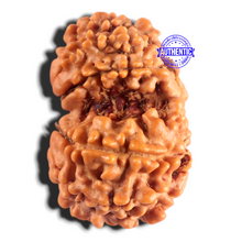 Load image into Gallery viewer, Gaurishanker Nepalese Rudraksha Bead No. - 262
