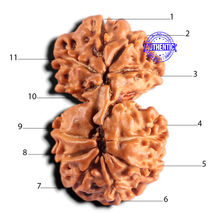 Load image into Gallery viewer, Gaurishanker Nepalese Rudraksha Bead No. - 263
