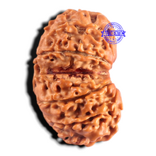 Load image into Gallery viewer, Gaurishanker Nepalese Rudraksha Bead No. - 263
