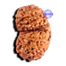 Load image into Gallery viewer, Gaurishanker Nepalese Rudraksha Bead No. - 263

