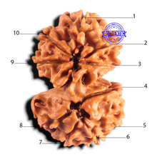 Load image into Gallery viewer, Gaurishanker Nepalese Rudraksha Bead No. - 260
