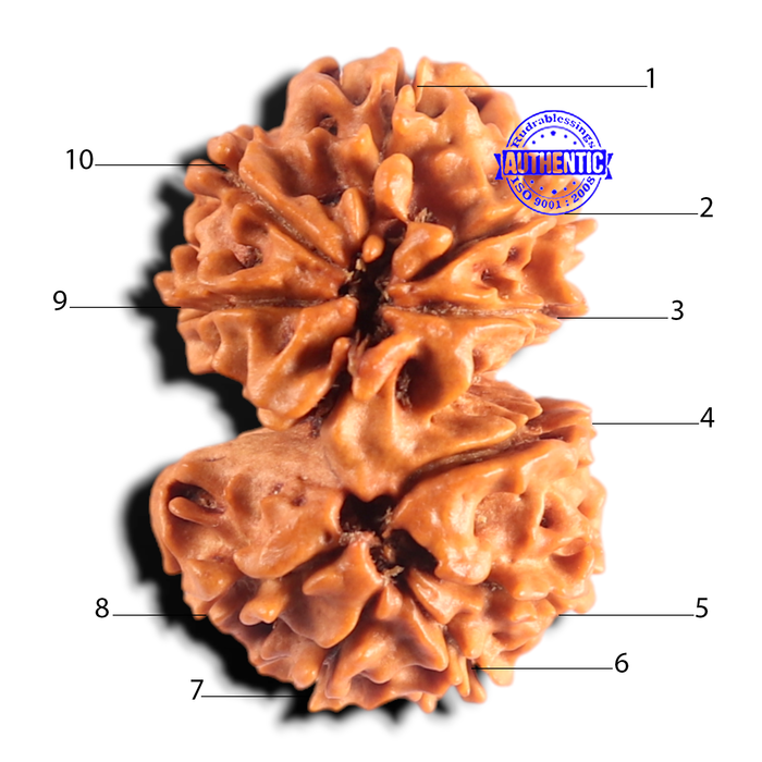 Gaurishanker Nepalese Rudraksha Bead No. - 260