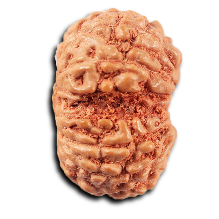 Gaurishanker Rudraksha from Indonesia -214