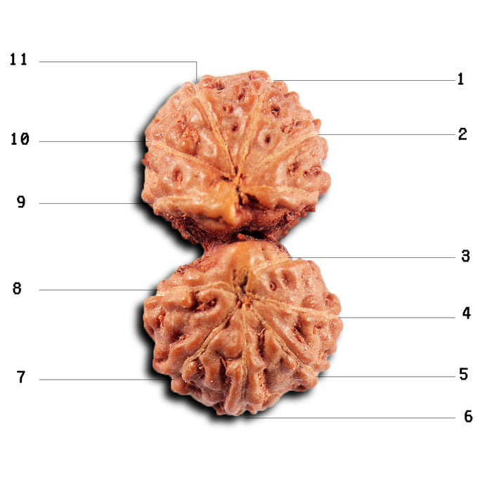 Gaurishanker Rudraksha from Indonesia -216