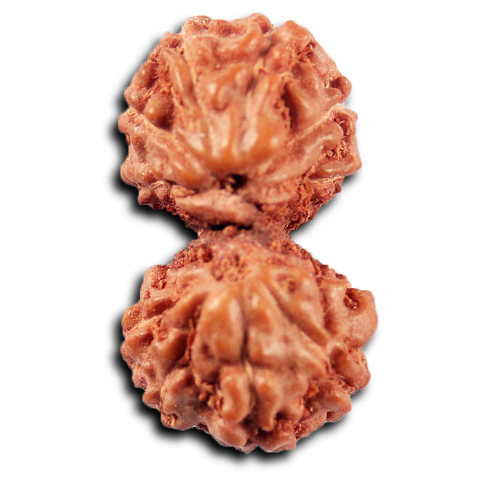 Gaurishanker Rudraksha from Indonesia -216