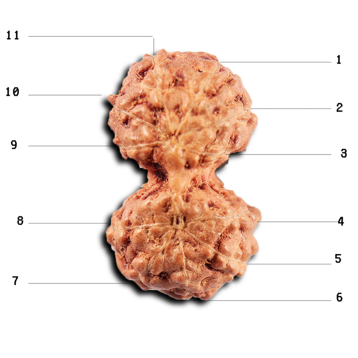 Gaurishanker Rudraksha from Indonesia -218