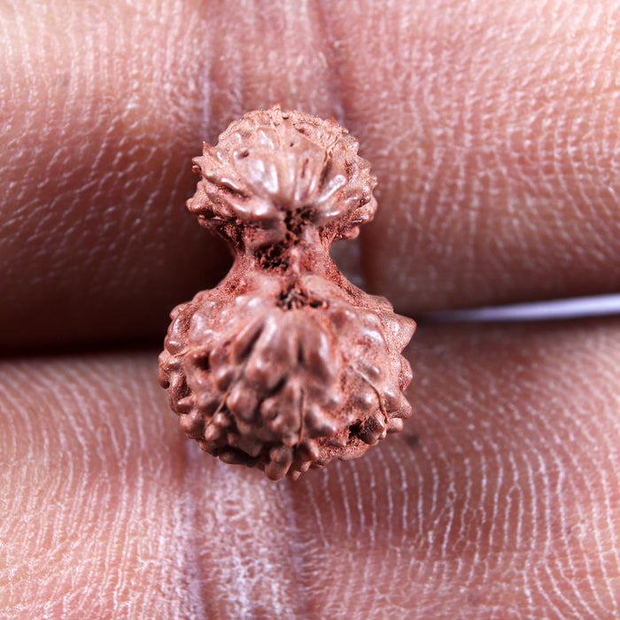 Gaurishanker Rudraksha from Indonesia -221