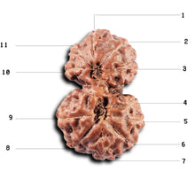Load image into Gallery viewer, Gaurishanker Rudraksha from Indonesia - 225
