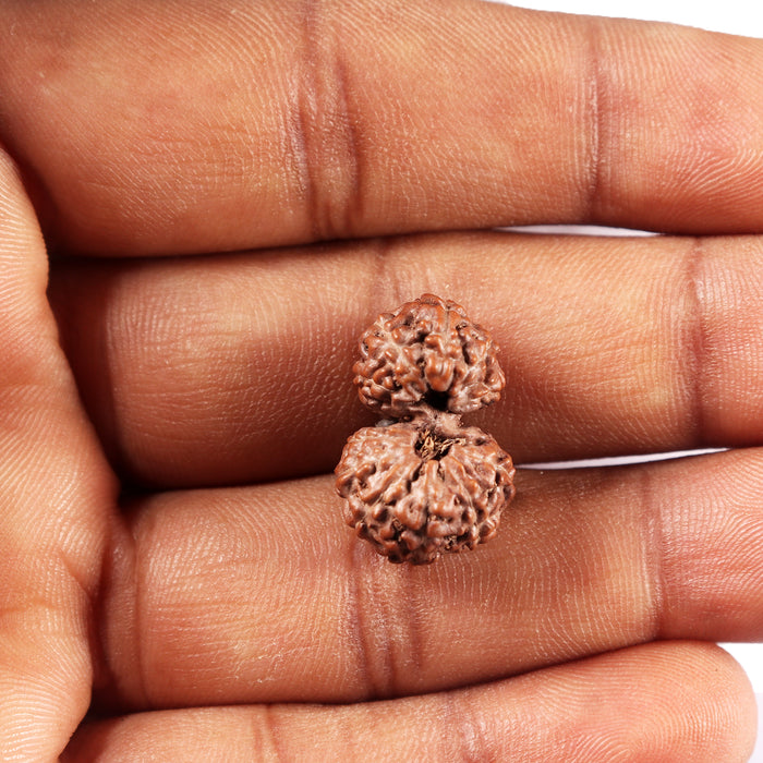 Gaurishanker Rudraksha from Indonesia - 225