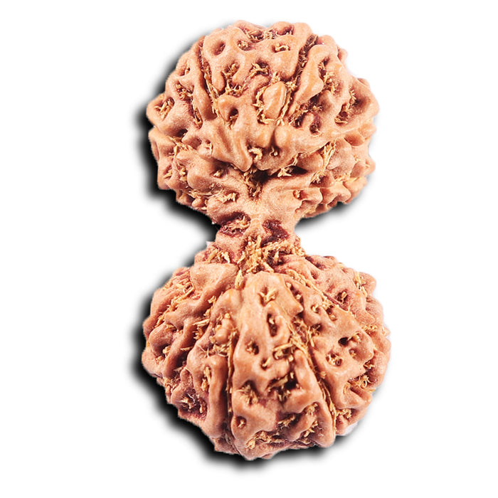 Gaurishanker Rudraksha from Indonesia - 226