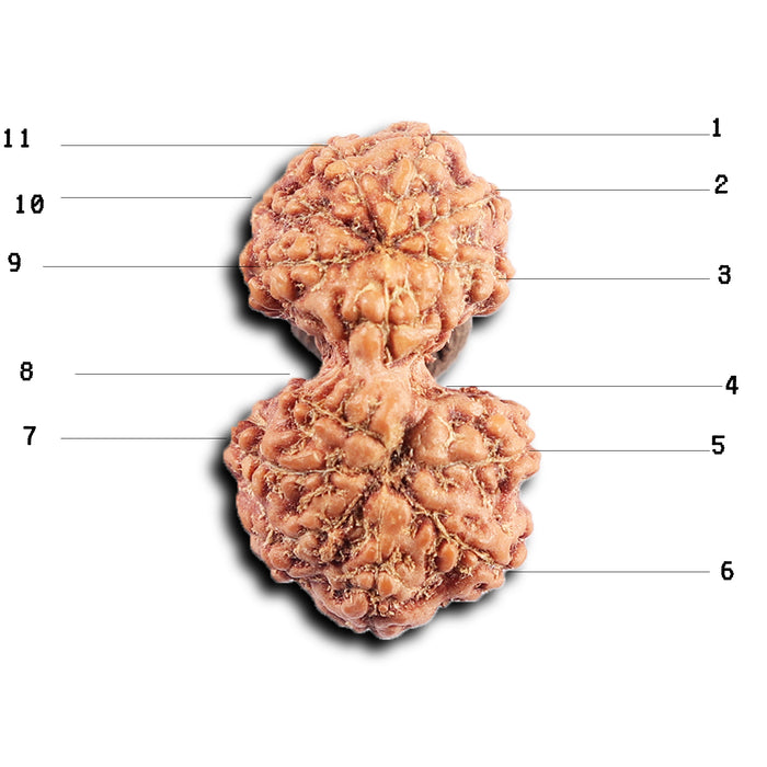 Gaurishanker Rudraksha from Indonesia - 191