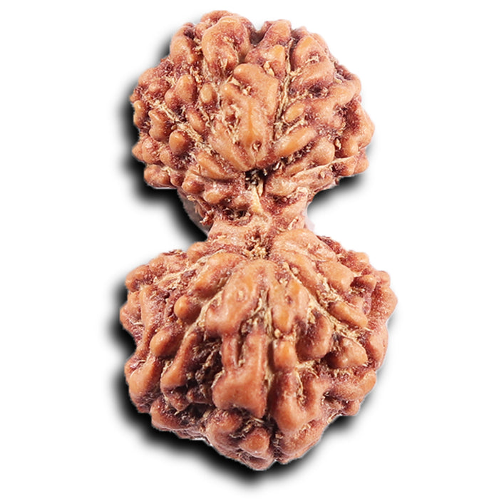 Gaurishanker Rudraksha from Indonesia - 191