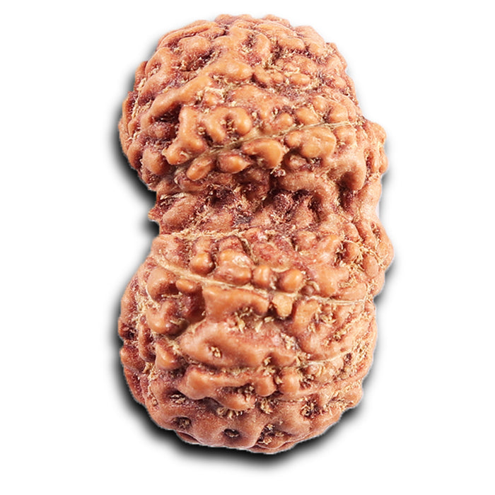 Gaurishanker Rudraksha from Indonesia - 191