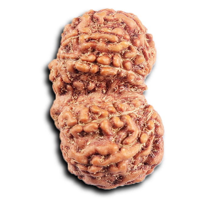 Gaurishanker Rudraksha from Indonesia - 191