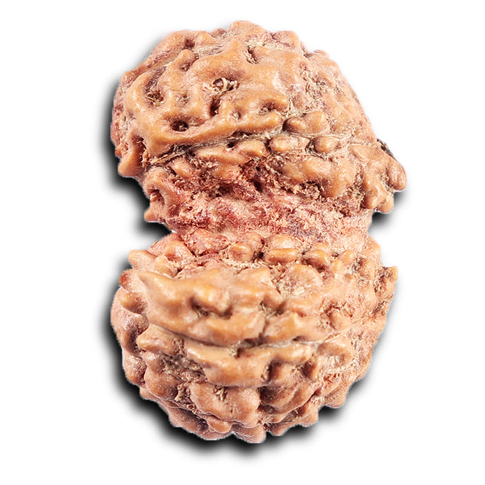 Gaurishanker Rudraksha from Indonesia - 196