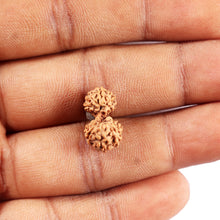 Load image into Gallery viewer, Gaurishanker Rudraksha from Indonesia - 199
