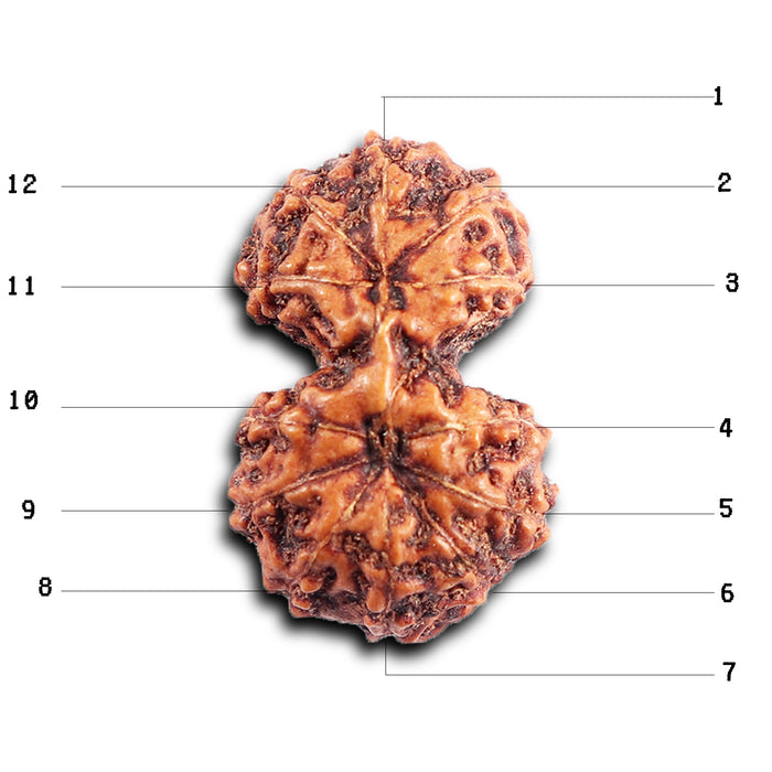 Gaurishanker Rudraksha from Indonesia - 200