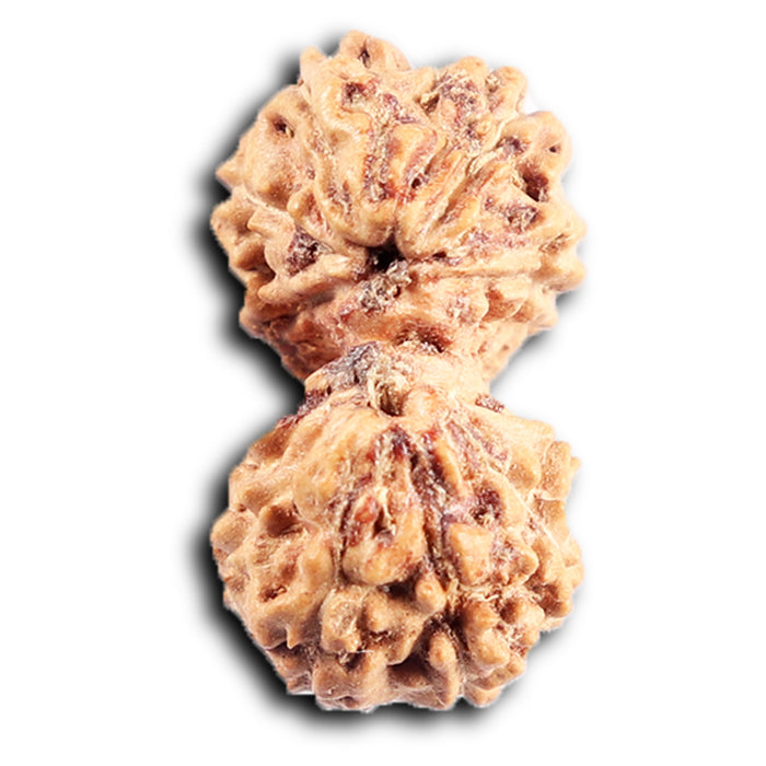 Gaurishanker Rudraksha from Indonesia -204
