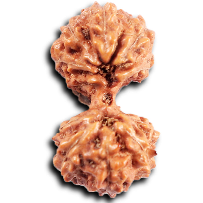 Gaurishanker Rudraksha from Indonesia - 207