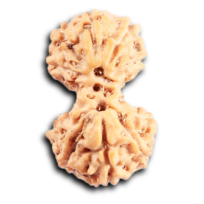 Gaurishanker Rudraksha from Indonesia -211