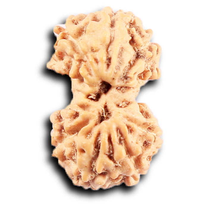 Gaurishanker Rudraksha from Indonesia -212