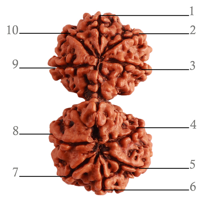 Gaurishanker  Nepalese Rudraksha Bead No. - 190