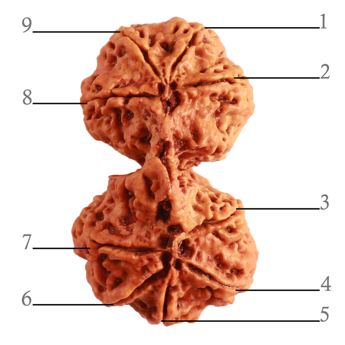 Gaurishanker  Nepalese Rudraksha Bead No. - 191