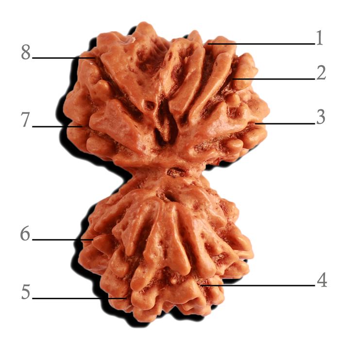 Gaurishanker Nepalese Rudraksha Bead No. - 198