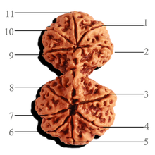 Load image into Gallery viewer, Gaurishankar Rudraksha with Ganesha  - Bead No. 213
