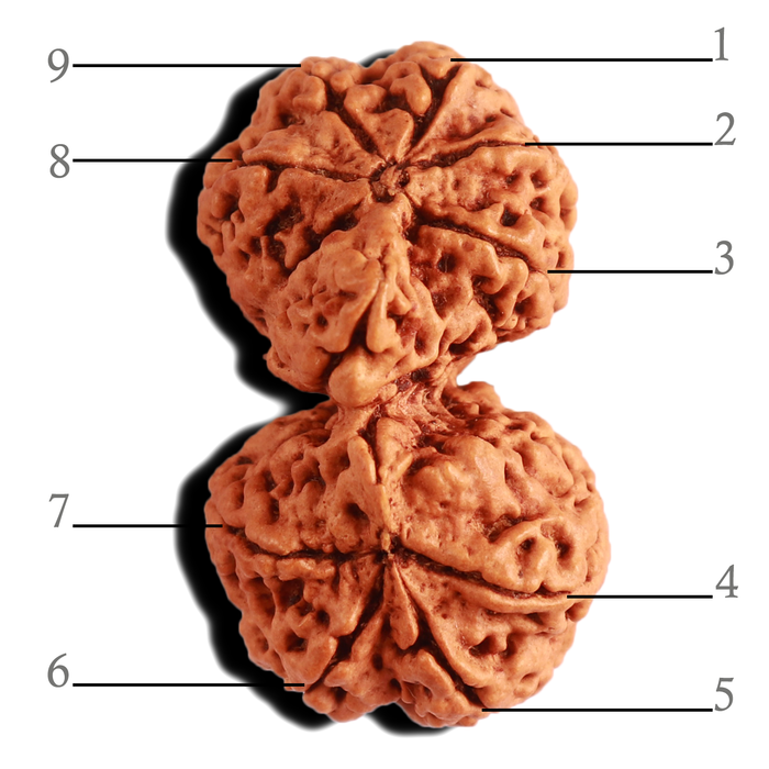 Gaurishankar Rudraksha with Ganesha  - Bead No. 215