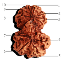 Load image into Gallery viewer, Gaurishankar Rudraksha with Ganesha  - Bead No. 216
