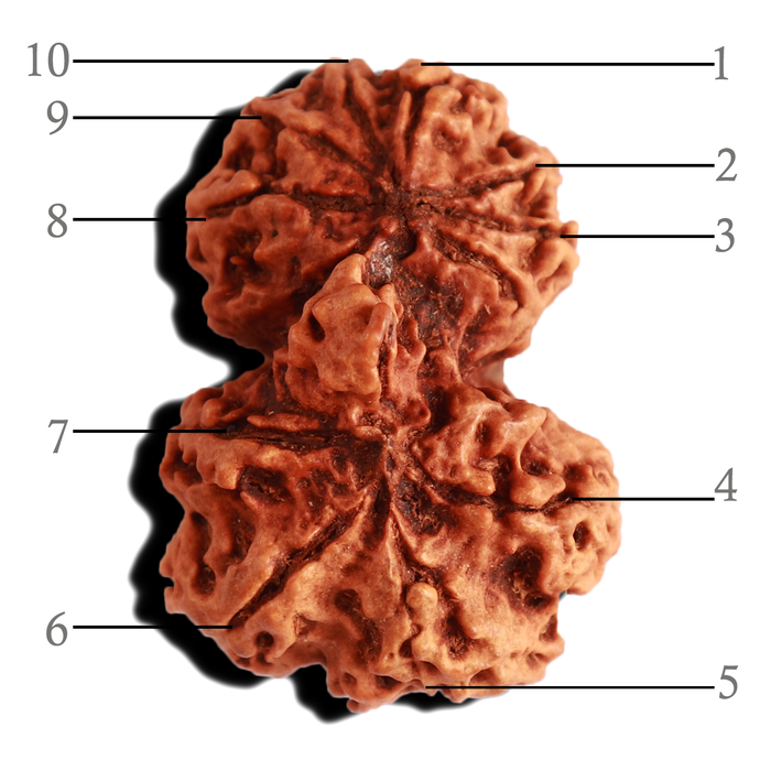Gaurishankar Rudraksha with Ganesha  - Bead No. 216