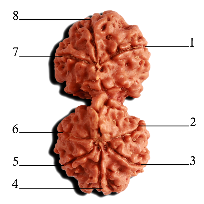 Gaurishankar Rudraksha with Ganesha  - Bead No. 217