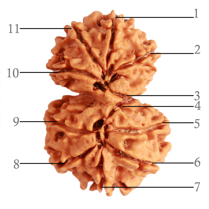 Gaurishanker Nepalese Rudraksha Bead No. - 231