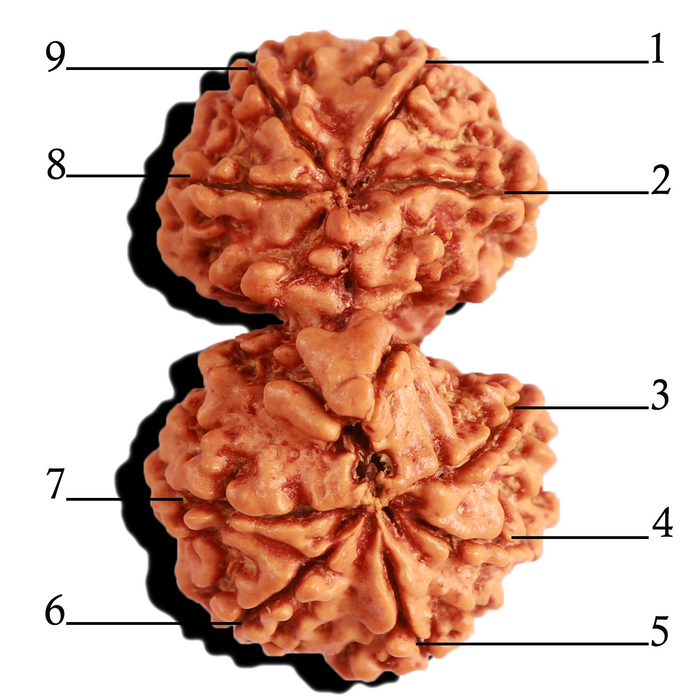 Gaurishankar Rudraksha with Ganesha  - Bead No. 234