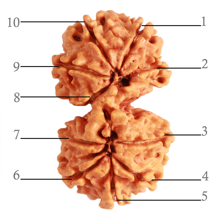Gaurishanker Nepalese Rudraksha Bead No. - 236