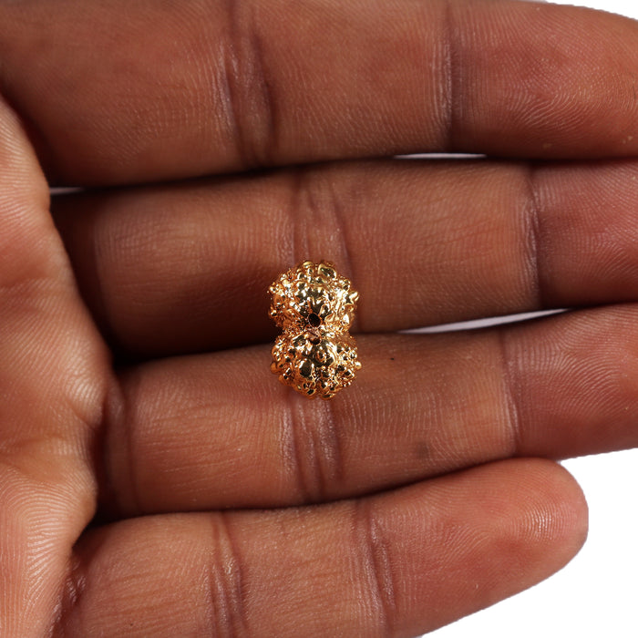 Gaurishanker Rudraksha from Indonesia -251