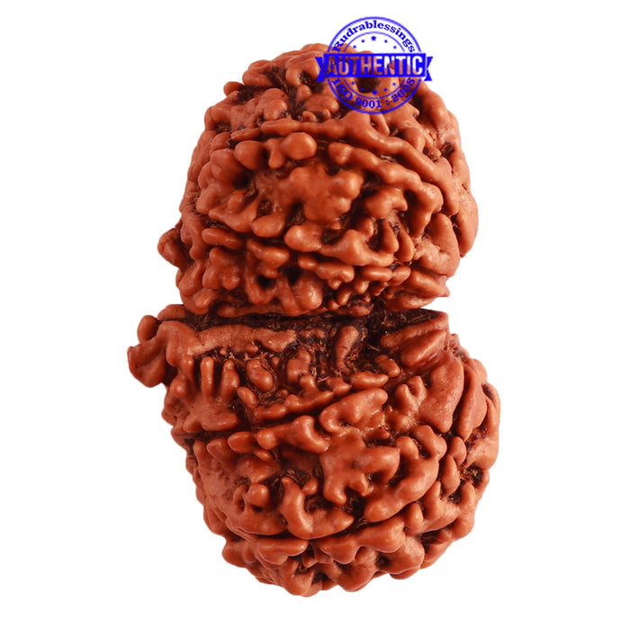 Gaurishanker  Nepalese Rudraksha Bead No. - 190