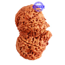 Load image into Gallery viewer, Gaurishanker  Nepalese Rudraksha Bead No. - 191
