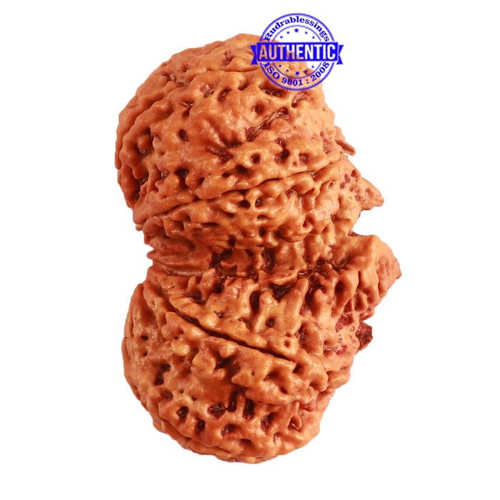 Gaurishanker  Nepalese Rudraksha Bead No. - 191