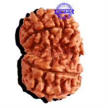 Load image into Gallery viewer, Gaurishanker Nepalese Rudraksha Bead No. - 198
