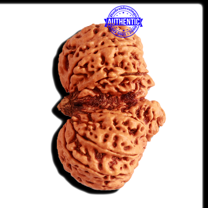 Gaurishankar Rudraksha with Ganesha  - Bead No. 213