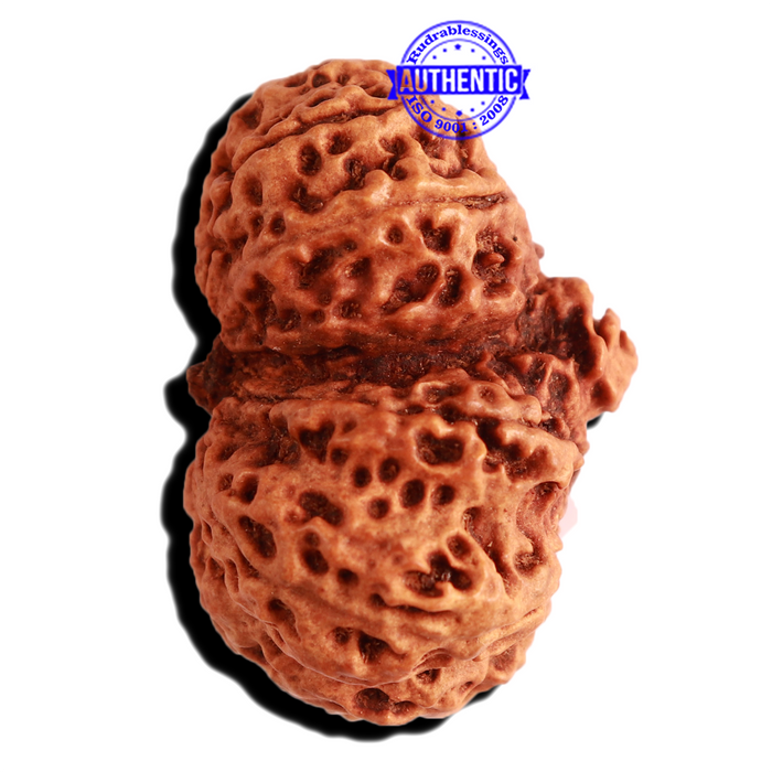 Gaurishankar Rudraksha with Ganesha  - Bead No. 216