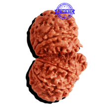 Load image into Gallery viewer, Gaurishankar Rudraksha with Ganesha  - Bead No. 217
