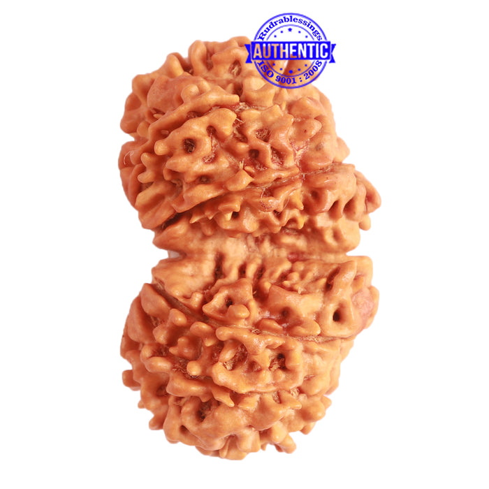 Gaurishanker Nepalese Rudraksha Bead No. - 232
